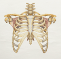🦴 Apuntes de Anatomía: Columna Vertebral Completa